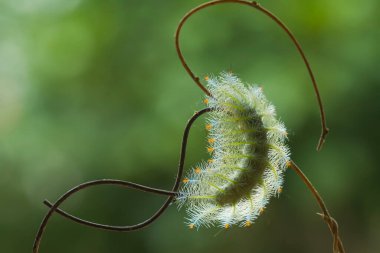 Bu güzel tırtıl, karnında büyük bacakları olan, vücudunu büken, yiyeceği olan yaprakların üzerinde kalan ve sonra bir kelebeğe dönüşen çok sevimli bir tırtıl..