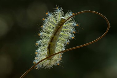 Bu güzel tırtıl, karnında büyük bacakları olan, vücudunu büken, yiyeceği olan yaprakların üzerinde kalan ve sonra bir kelebeğe dönüşen çok sevimli bir tırtıl..