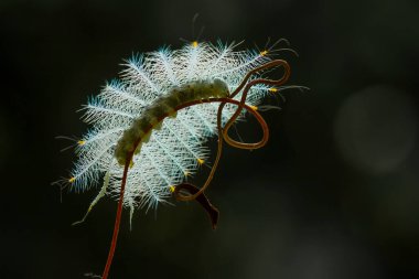Bu güzel tırtıl, karnında büyük bacakları olan, vücudunu büken, yiyeceği olan yaprakların üzerinde kalan ve sonra bir kelebeğe dönüşen çok sevimli bir tırtıl..