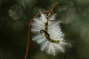 Bu güzel tırtıl, karnında büyük bacakları olan, vücudunu büken, yiyeceği olan yaprakların üzerinde kalan ve sonra bir kelebeğe dönüşen çok sevimli bir tırtıl..