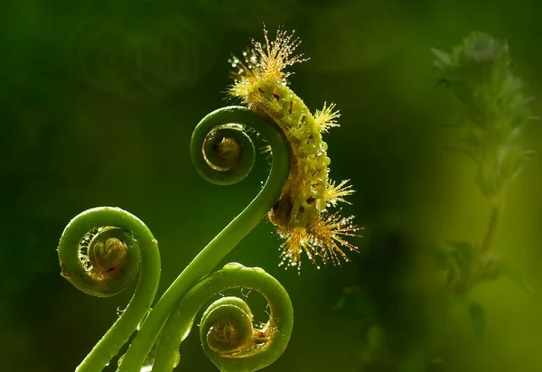 Deze Prachtige Rups Erg Schattig Met Grote Benen Zijn Buik — Stockfoto