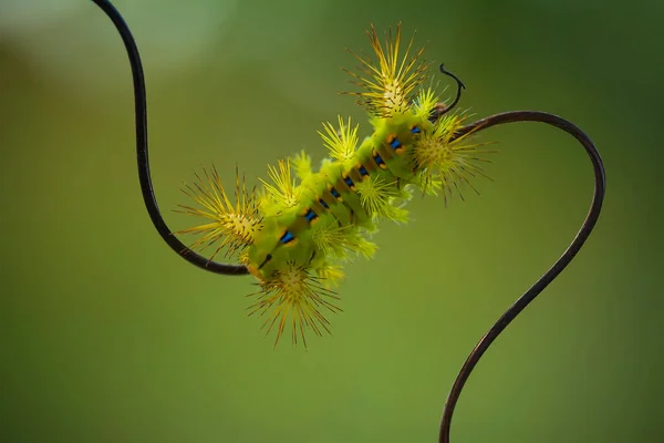 Diese Schöne Raupe Ist Sehr Süß Mit Großen Beinen Auf — Stockfoto