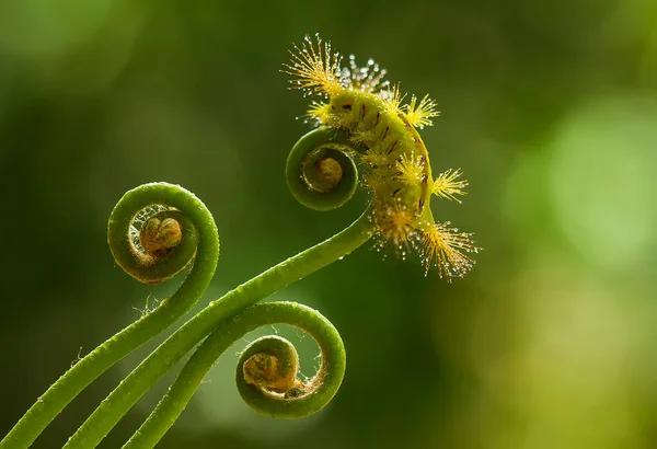 Diese Schöne Raupe Ist Sehr Süß Mit Großen Beinen Auf — Stockfoto