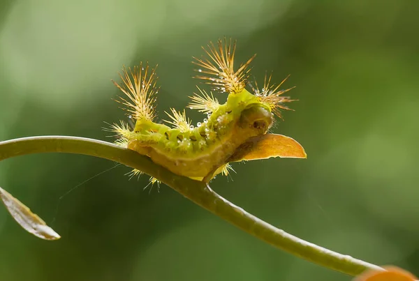 Diese Schöne Raupe Ist Sehr Süß Mit Großen Beinen Auf — Stockfoto