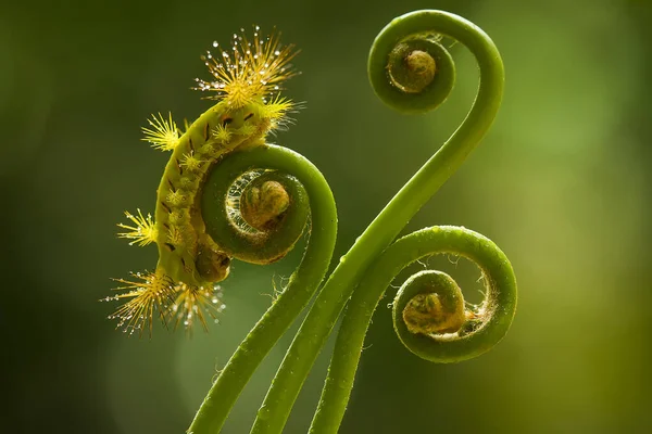 Deze Prachtige Rups Erg Schattig Met Grote Benen Zijn Buik — Stockfoto