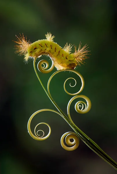 Deze Prachtige Rups Erg Schattig Met Grote Benen Zijn Buik — Stockfoto