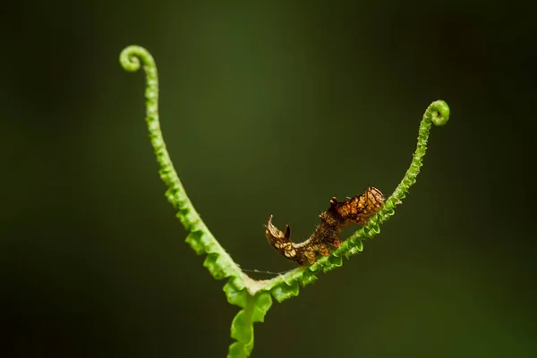 This beautiful caterpillar is very cute with big legs on its stomach that makes its body curved, stays on the leaves which is its food until it pupates and then becomes a butterfly.