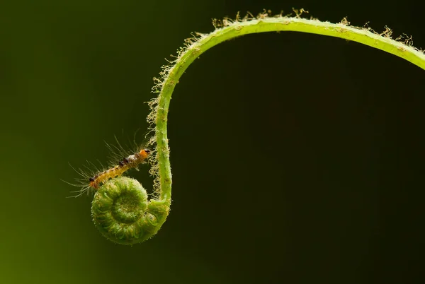 This beautiful caterpillar is very cute with big legs on its stomach that makes its body curved, stays on the leaves which is its food until it pupates and then becomes a butterfly.