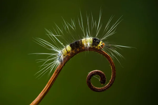 Diese Schöne Raupe Ist Sehr Süß Mit Großen Beinen Auf — Stockfoto