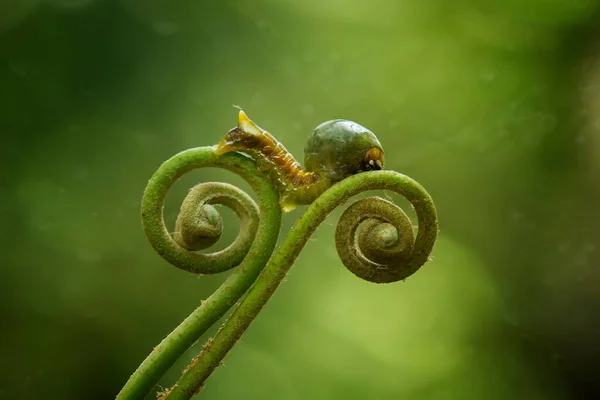 Deze Prachtige Rups Erg Schattig Met Grote Benen Zijn Buik — Stockfoto