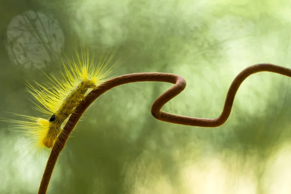 Diese Schöne Raupe Ist Sehr Süß Mit Großen Beinen Auf — Stockfoto