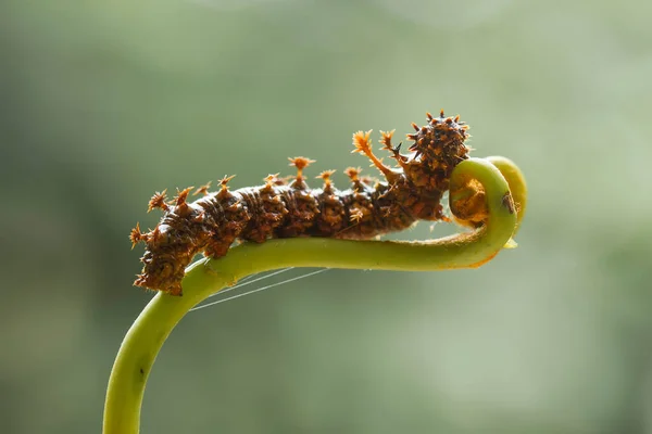 Deze Prachtige Rups Erg Schattig Met Grote Benen Zijn Buik — Stockfoto