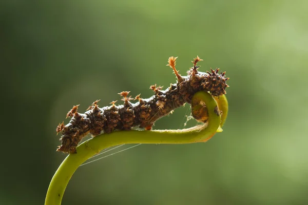 Esta Bela Lagarta Muito Bonito Com Pernas Grandes Seu Estômago — Fotografia de Stock