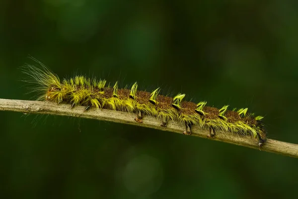 Questo Bellissimo Bruco Molto Carino Con Grandi Zampe Sullo Stomaco — Foto Stock