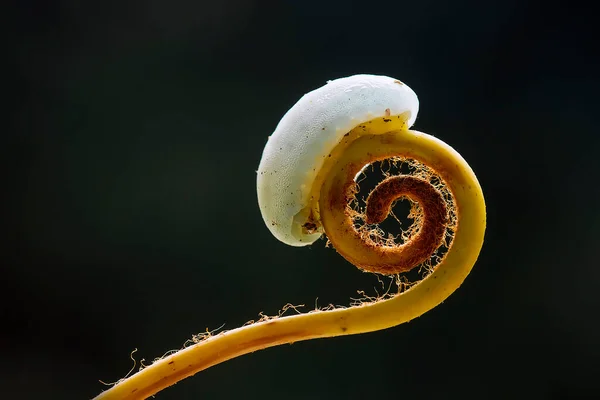 Deze Prachtige Rups Erg Schattig Met Grote Benen Zijn Buik — Stockfoto