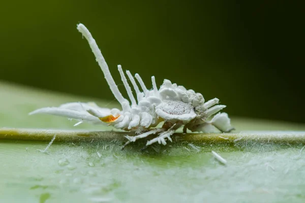 Beautiful Caterpillar Very Cute Big Legs Its Stomach Makes Its — Stock Photo, Image