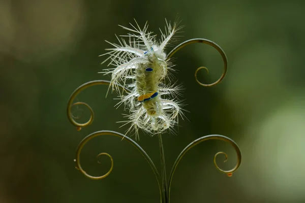 Deze Prachtige Rups Erg Schattig Met Grote Benen Zijn Buik — Stockfoto