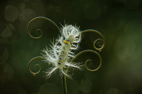 Beautiful Caterpillar Very Cute Big Legs Its Stomach Makes Its — Stock Photo, Image