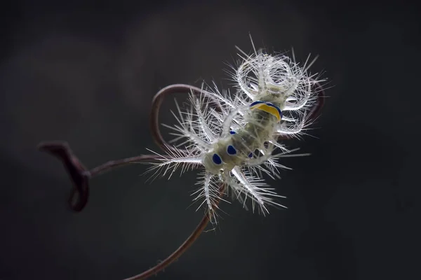Красивая Гусеница Милая Большими Ногами Животе Делает Тело Изогнутым Остается — стоковое фото
