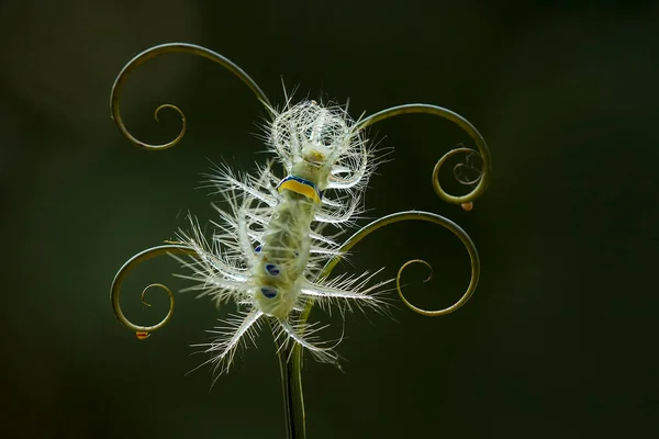 Deze Prachtige Rups Erg Schattig Met Grote Benen Zijn Buik — Stockfoto