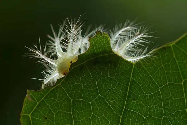 Questo Bellissimo Bruco Molto Carino Con Grandi Zampe Sullo Stomaco — Foto Stock