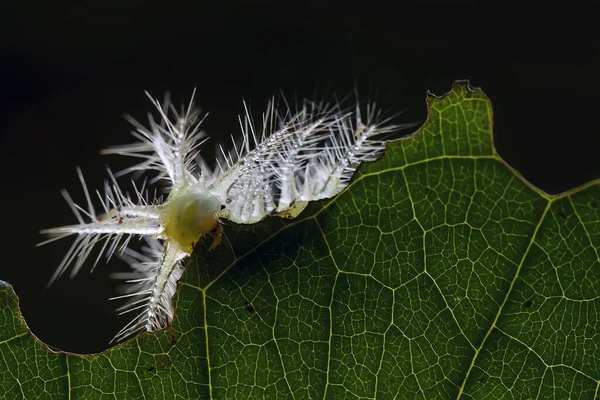 This beautiful caterpillar is very cute with big legs on its stomach that makes its body curved, stays on the leaves which is its food until it pupates and then becomes a butterfly.
