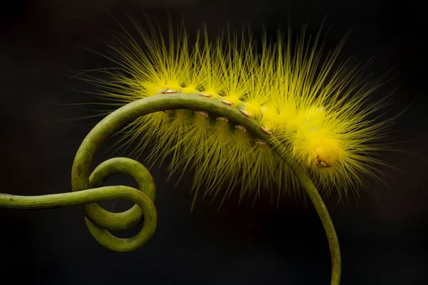 Esta Bela Lagarta Muito Bonito Com Pernas Grandes Seu Estômago — Fotografia de Stock