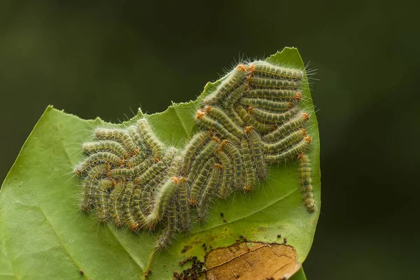 Diese Schöne Raupe Ist Sehr Süß Mit Großen Beinen Auf — Stockfoto