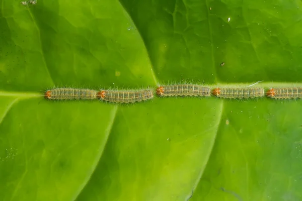 This beautiful caterpillar is very cute with big legs on its stomach that makes its body curved, stays on the leaves which is its food until it pupates and then becomes a butterfly.