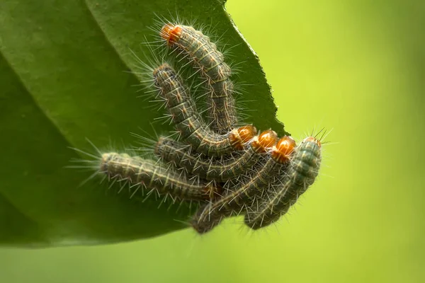 Cette Belle Chenille Est Très Mignonne Avec Grandes Jambes Sur — Photo