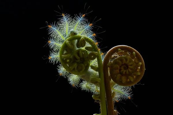 Esta Bela Lagarta Muito Bonito Com Pernas Grandes Seu Estômago — Fotografia de Stock