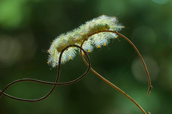 Cette Belle Chenille Est Très Mignonne Avec Grandes Jambes Sur — Photo