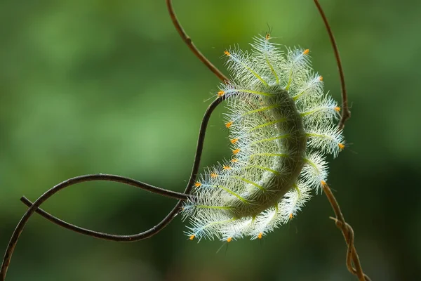 Cette Belle Chenille Est Très Mignonne Avec Grandes Jambes Sur — Photo