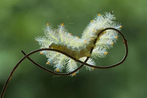 This beautiful caterpillar is very cute with big legs on its stomach that makes its body curved, stays on the leaves which is its food until it pupates and then becomes a butterfly.