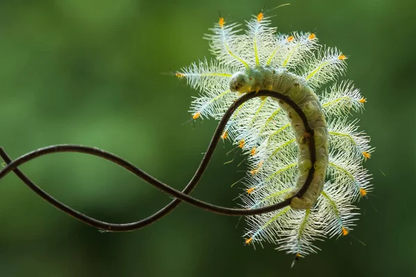 Esta Bela Lagarta Muito Bonito Com Pernas Grandes Seu Estômago — Fotografia de Stock