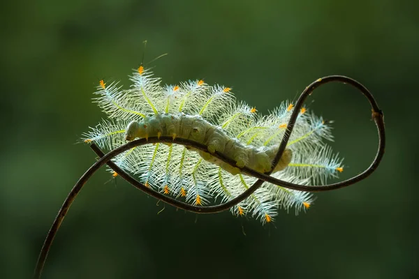 아름다운 애벌레는 귀엽습니다 다리를 있어서 휘어지게 붙어서 먹이를 먹다가 번데기가 — 스톡 사진