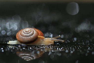 Bu salyangoz, genellikle yaprakların ve gizli yerlerin ucunda yer alan nemli bir yerde olmayı seven bir hayvan türüdür. İşgal ettiği bitkileri rahatsız etmezler..