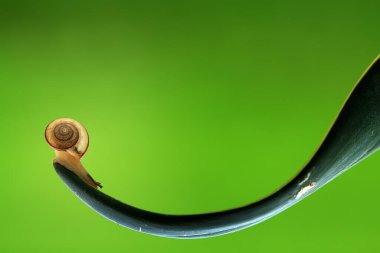 Bu salyangoz, genellikle yaprakların ve gizli yerlerin ucunda yer alan nemli bir yerde olmayı seven bir hayvan türüdür. İşgal ettiği bitkileri rahatsız etmezler..