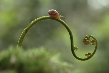 Bu salyangoz, genellikle yaprakların ve gizli yerlerin ucunda yer alan nemli bir yerde olmayı seven bir hayvan türüdür. İşgal ettiği bitkileri rahatsız etmezler..