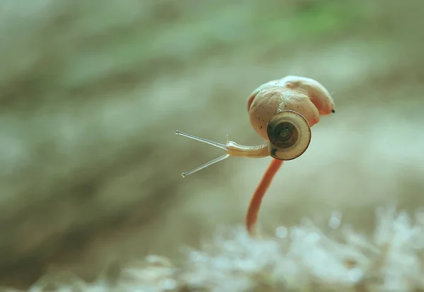 Este Caracol Tipo Animal Que Gosta Estar Lugar Úmido Muitas — Fotografia de Stock