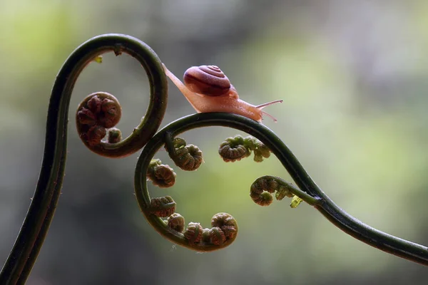 Este Caracol Tipo Animal Que Gusta Estar Lugar Húmedo Menudo —  Fotos de Stock