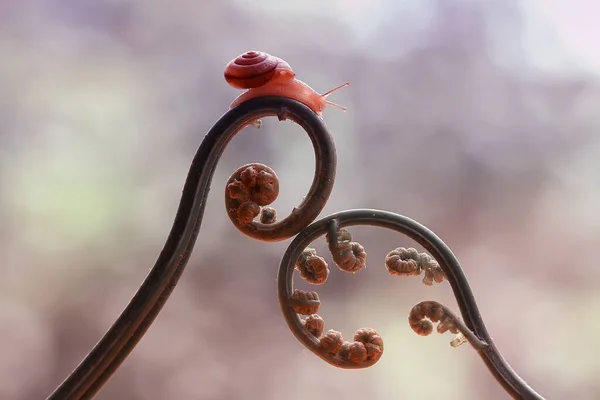 Este Caracol Tipo Animal Que Gusta Estar Lugar Húmedo Menudo —  Fotos de Stock