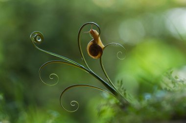 Bu salyangoz, genellikle yaprakların ve gizli yerlerin ucunda yer alan nemli bir yerde olmayı seven bir hayvan türüdür. İşgal ettiği bitkileri rahatsız etmezler..