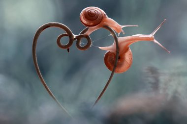 Bu salyangoz, genellikle yaprakların ve gizli yerlerin ucunda yer alan nemli bir yerde olmayı seven bir hayvan türüdür. İşgal ettiği bitkileri rahatsız etmezler..