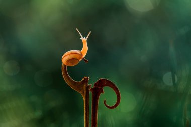 Bu salyangoz, genellikle yaprakların ve gizli yerlerin ucunda yer alan nemli bir yerde olmayı seven bir hayvan türüdür. İşgal ettiği bitkileri rahatsız etmezler..