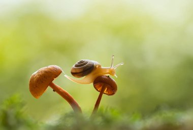 Bu salyangoz, genellikle yaprakların ve gizli yerlerin ucunda yer alan nemli bir yerde olmayı seven bir hayvan türüdür. İşgal ettiği bitkileri rahatsız etmezler..