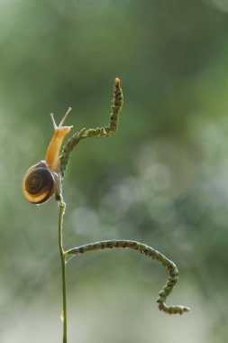 Bu salyangoz, genellikle yaprakların ve gizli yerlerin ucunda yer alan nemli bir yerde olmayı seven bir hayvan türüdür. İşgal ettiği bitkileri rahatsız etmezler..