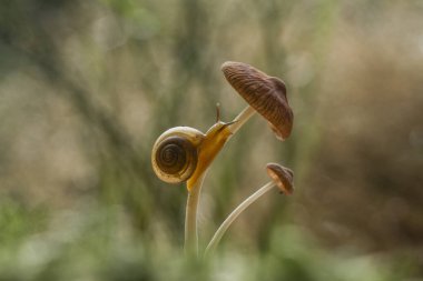 Bu salyangoz, genellikle yaprakların ve gizli yerlerin ucunda yer alan nemli bir yerde olmayı seven bir hayvan türüdür. İşgal ettiği bitkileri rahatsız etmezler..