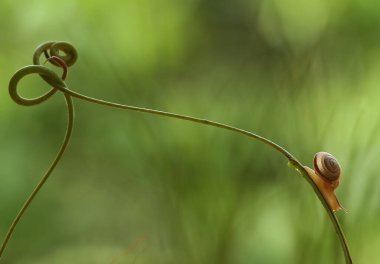 Bu salyangoz, genellikle yaprakların ve gizli yerlerin ucunda yer alan nemli bir yerde olmayı seven bir hayvan türüdür. İşgal ettiği bitkileri rahatsız etmezler..