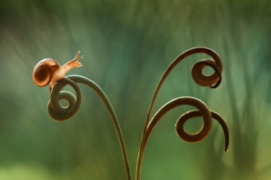 Bu salyangoz, genellikle yaprakların ve gizli yerlerin ucunda yer alan nemli bir yerde olmayı seven bir hayvan türüdür. İşgal ettiği bitkileri rahatsız etmezler..